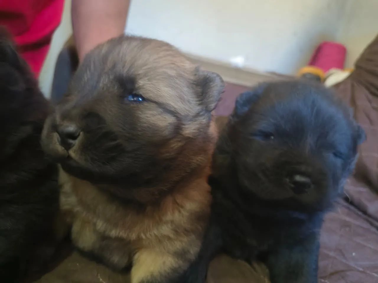 Chow chow - Foto 3