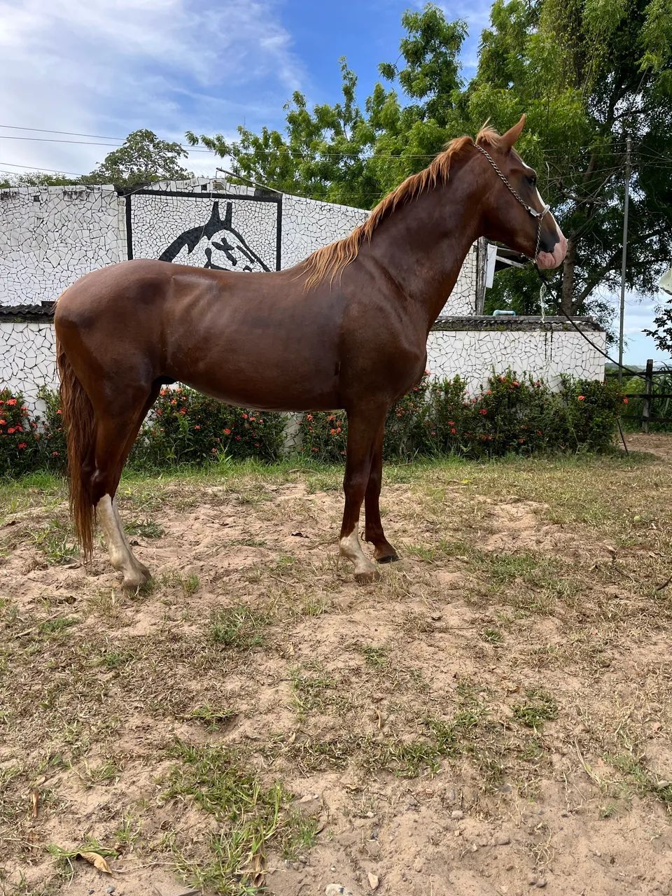 CAVALO ALAZÃO CRINALVO SHOW DE MARCHA PICADA - Foto 4