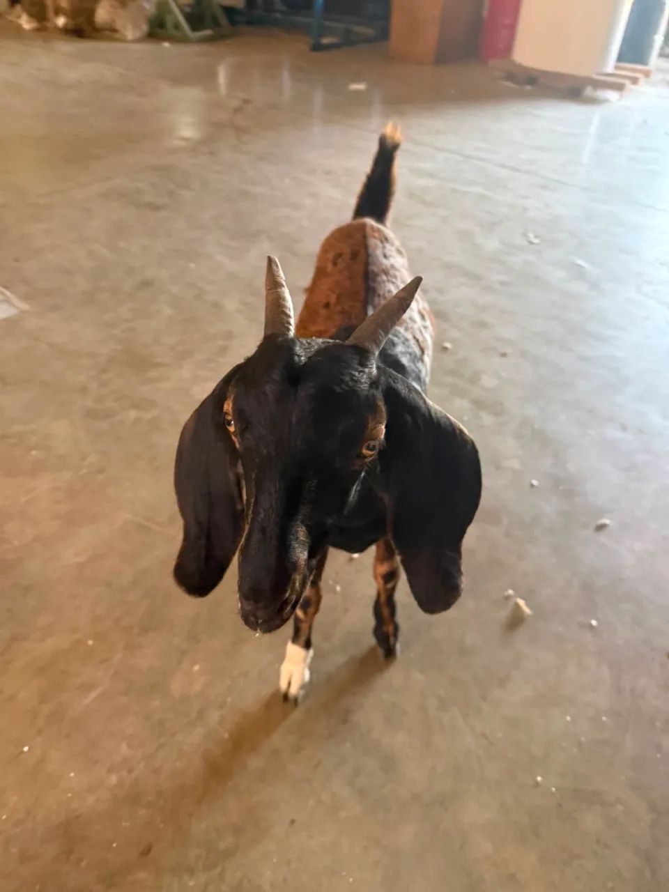 Cabrito mãe e filha fêmea 
