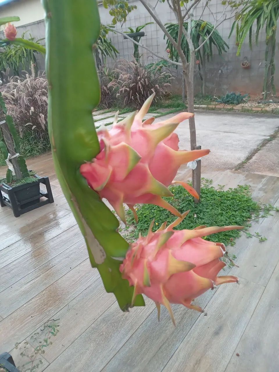 Pitaia Roxa Branca Amarela no Balde  - Foto 6