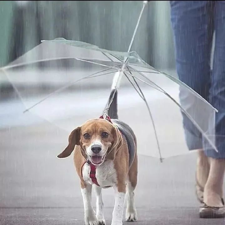 Guarda chuva pet cachorro gato - Foto 2