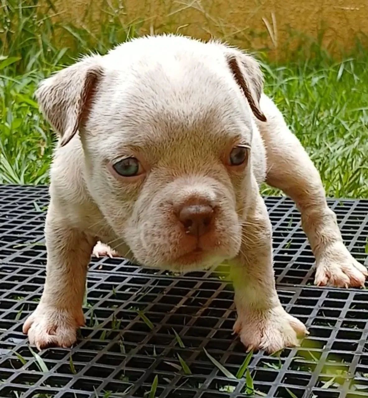 American Bully  /  Exotic Bully Filhotes Disponível Fêmea e Machos - Foto 2