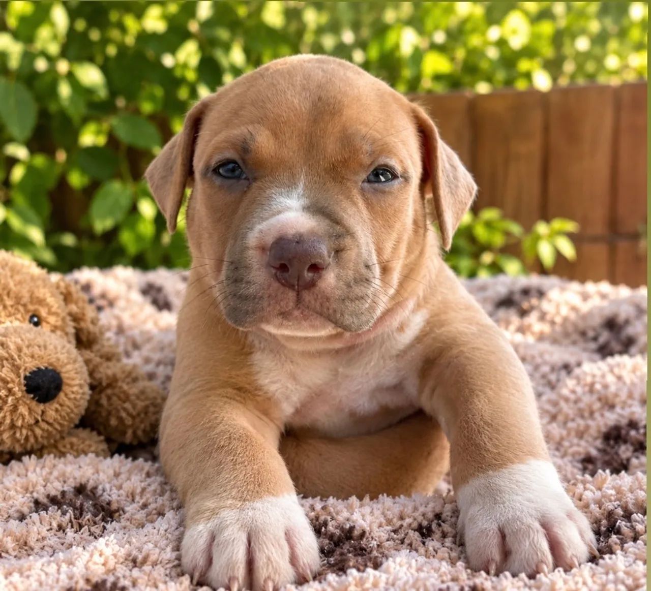 Vendo Cachorro pit bull American bully 