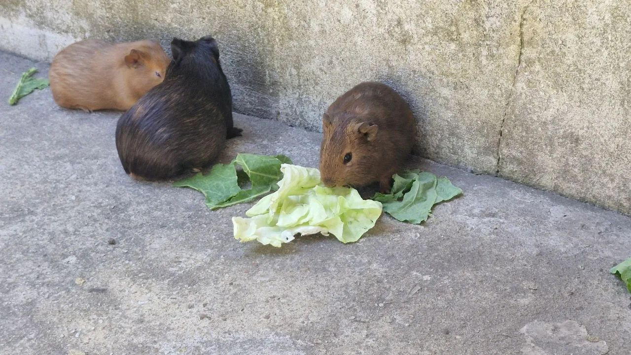 Porquinho da india  - Foto 4