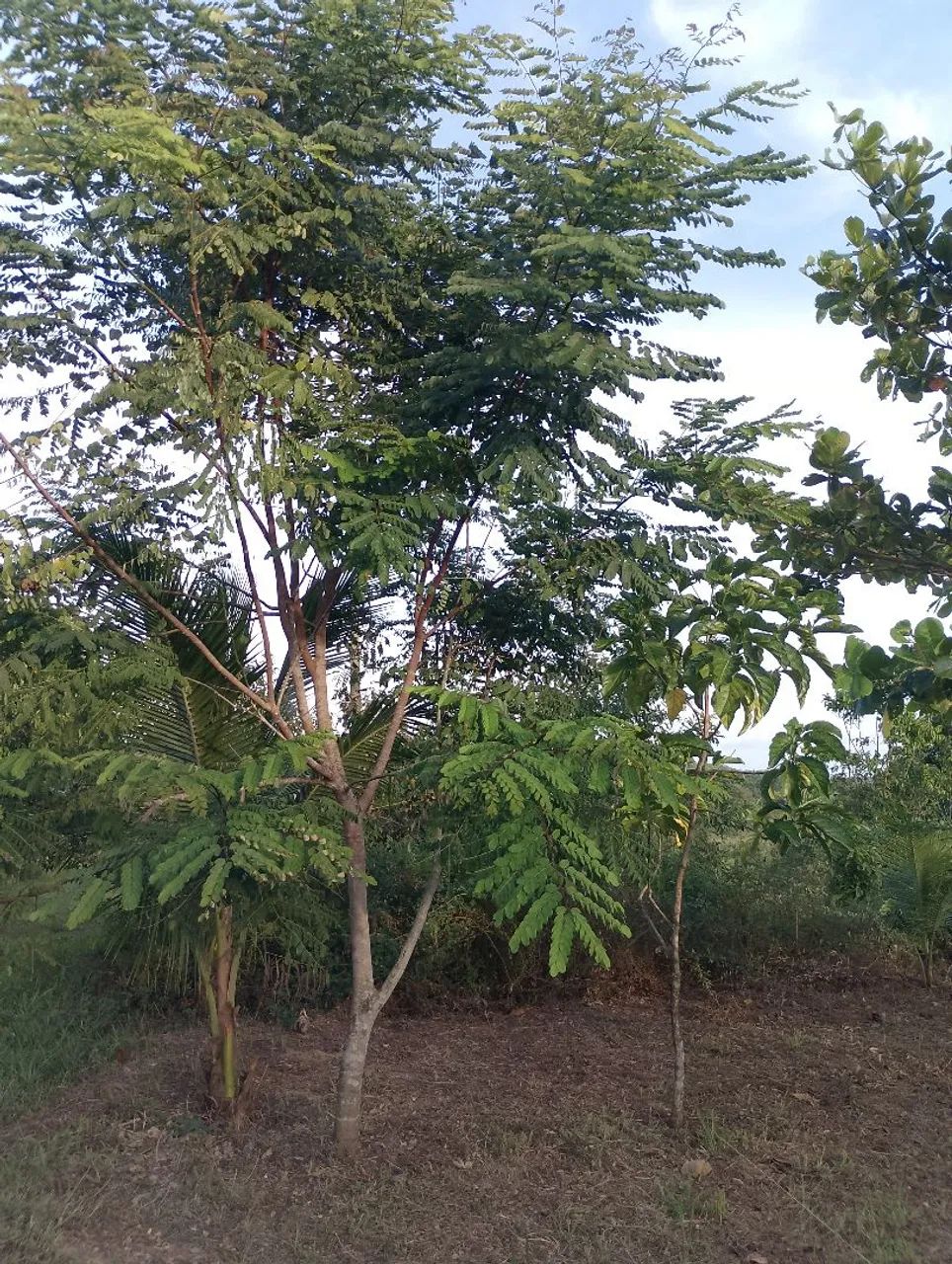 Foto - Simões Filho - Guerreiro