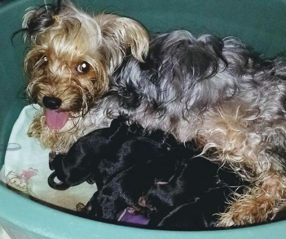 Yorkshire Terrier