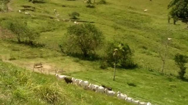 Fazenda para venda em barreiros, barreiros - Foto 5