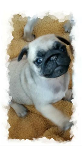 Pug