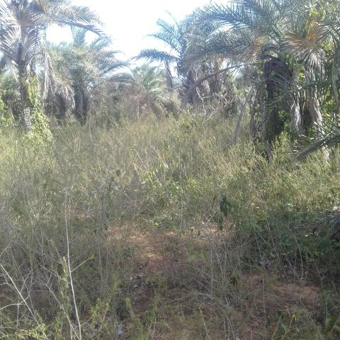 Fazenda em Itaberaba, 78 tarefas, 344 mil metros2 - Foto 10