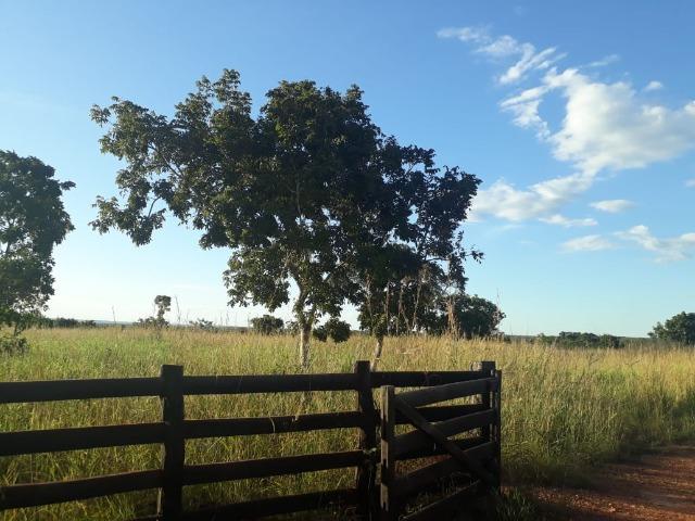 Fazenda para Pecuária com 333 hectares - Foto 13