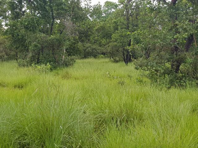 Fazenda 940 hectares em Mimoso - Foto 3