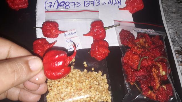 Carolina reaper vermelha sementes - Foto 3