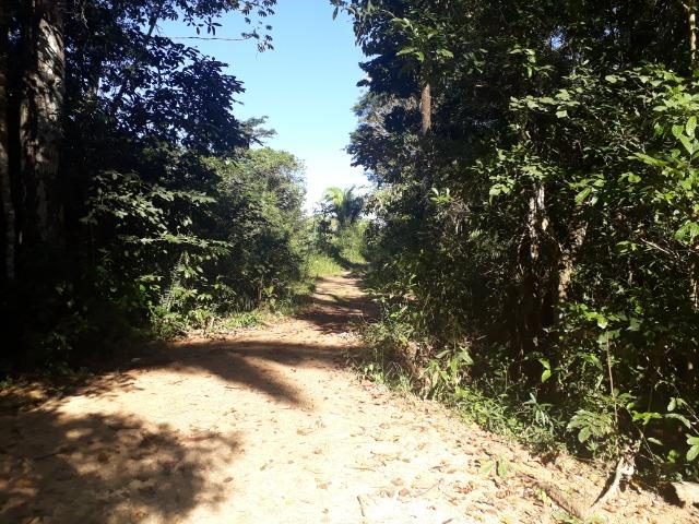 Fazenda em Rosário Oeste com 784 Hectares - Foto 10