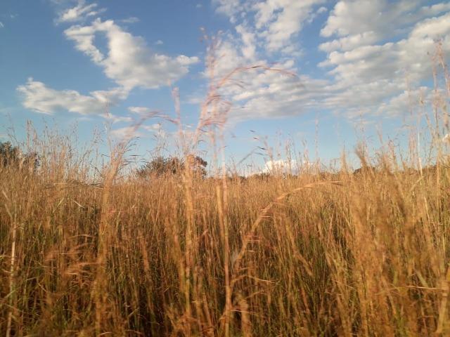 Fazenda para Pecuária com 333 hectares - Foto 9