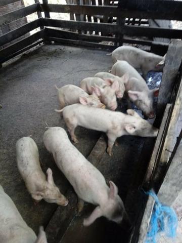Venda de suinos - Foto 3