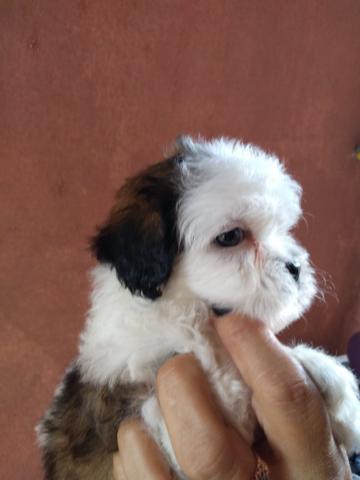 Shih tzu filhote Fêmea - Foto 3
