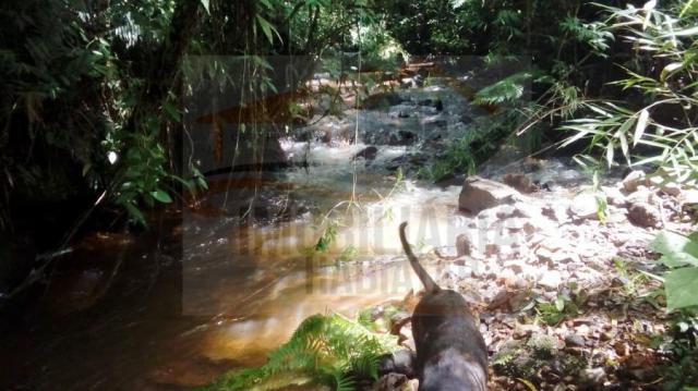 Chácara para venda em campina grande do sul, br 116 - Foto 3