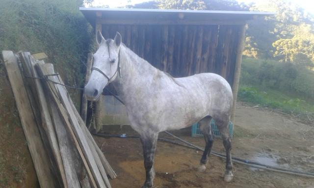 Cavalo marcha picada - Foto 2