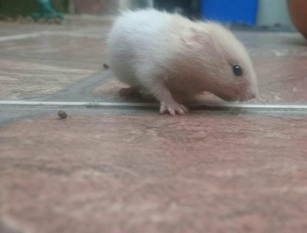 Hamster - Foto 2