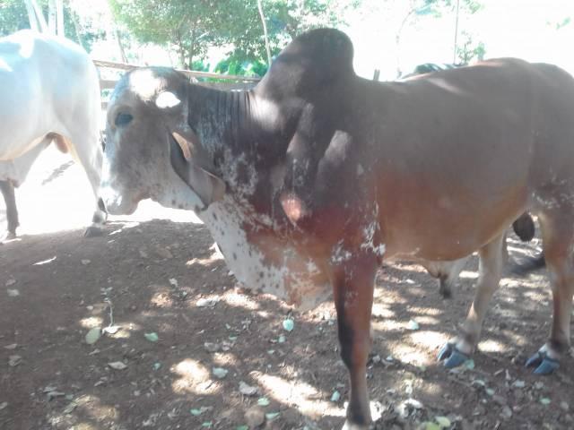 Garrote Gir 2 anos