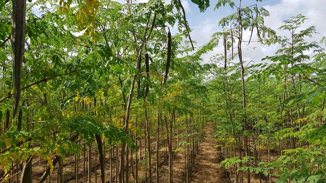 VENDE FAZENDA MARAVILHA  