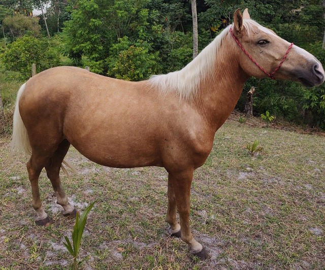 Cavalo Baio MM/QM de Picado 