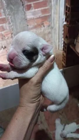 Filhote de Boxer puros - Foto 4