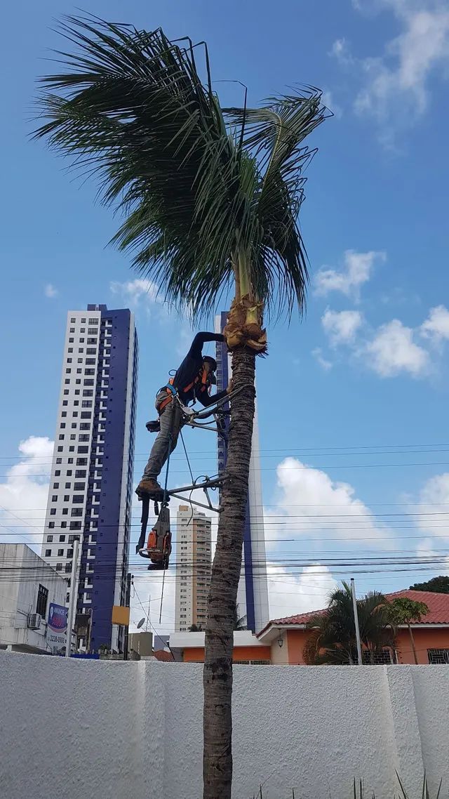 Poda de árvore ? limpeza de coqueiro limpeza de terrenos e remoção de de material. - Foto 3