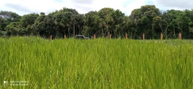 Poda de árvore ? limpeza de coqueiro limpeza de terrenos e remoção de de material. - Foto 4