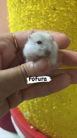 Hamster anao russo