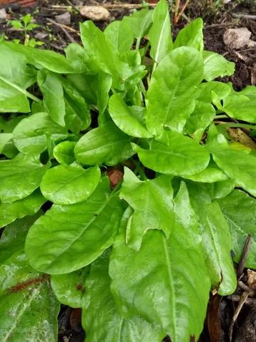 MUDAS DE TEMPEROS VARIADOS  - Foto 4