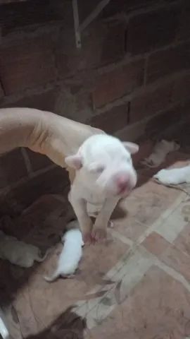 Filhote de Boxer puros - Foto 2