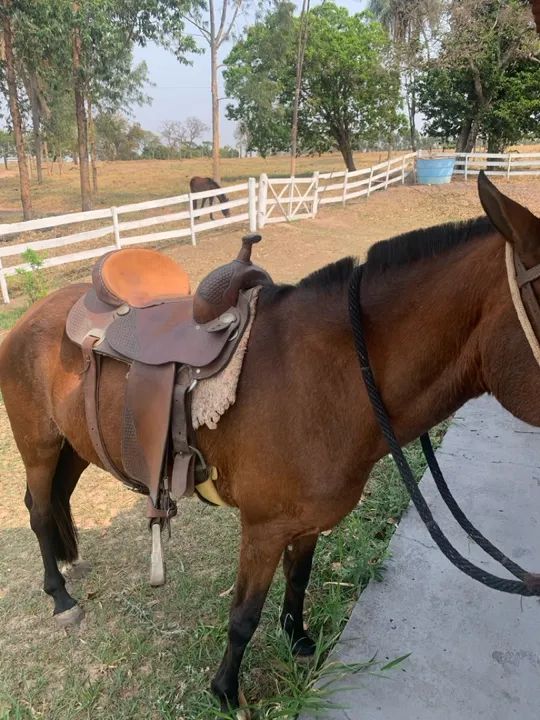 Égua mangalarga + potro 2.5 anos - Foto 4