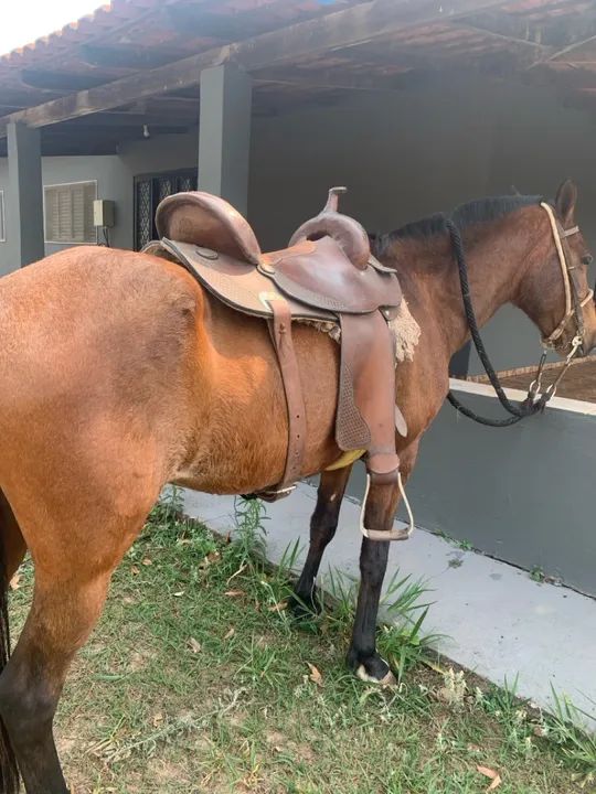 Égua mangalarga + potro 2.5 anos - Foto 2
