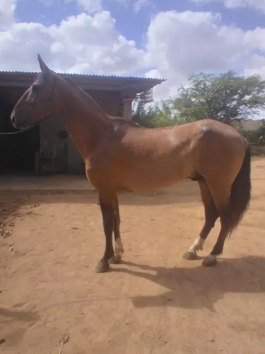 Vendo cavalo campolina 