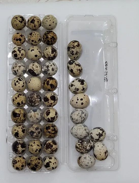 Ovos Codorna Gigante 30 unidades galados  - Foto 2