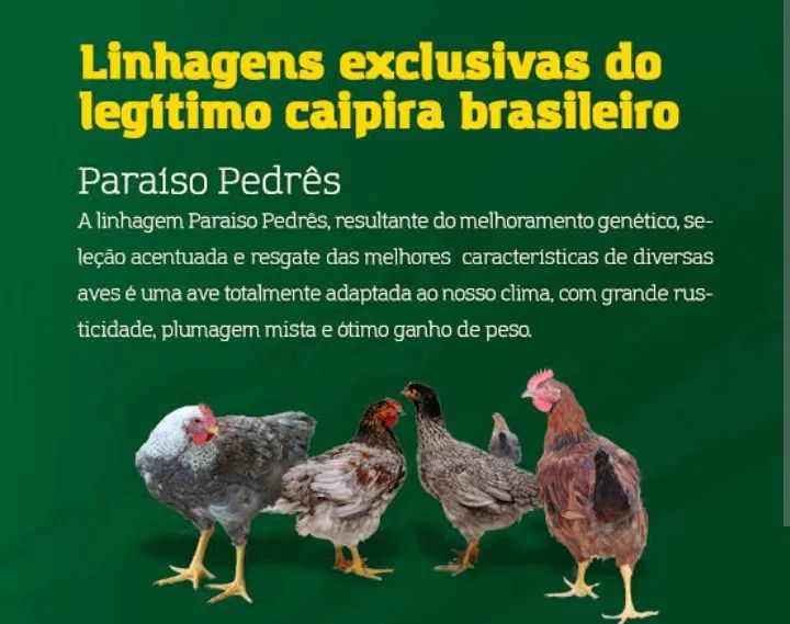 Pintinhos linhagem pesadão ( várias raças )