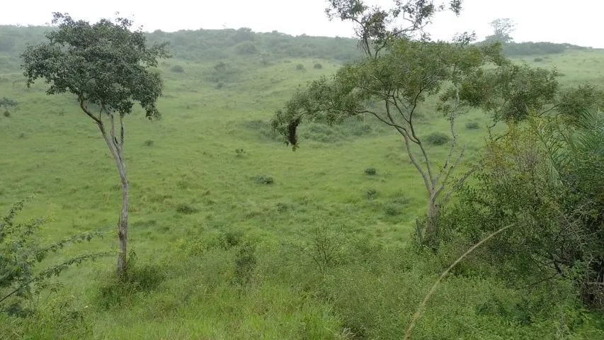 FAZENDA EM CRAVOLÂNDIA - 307 HECTARES - Foto 2