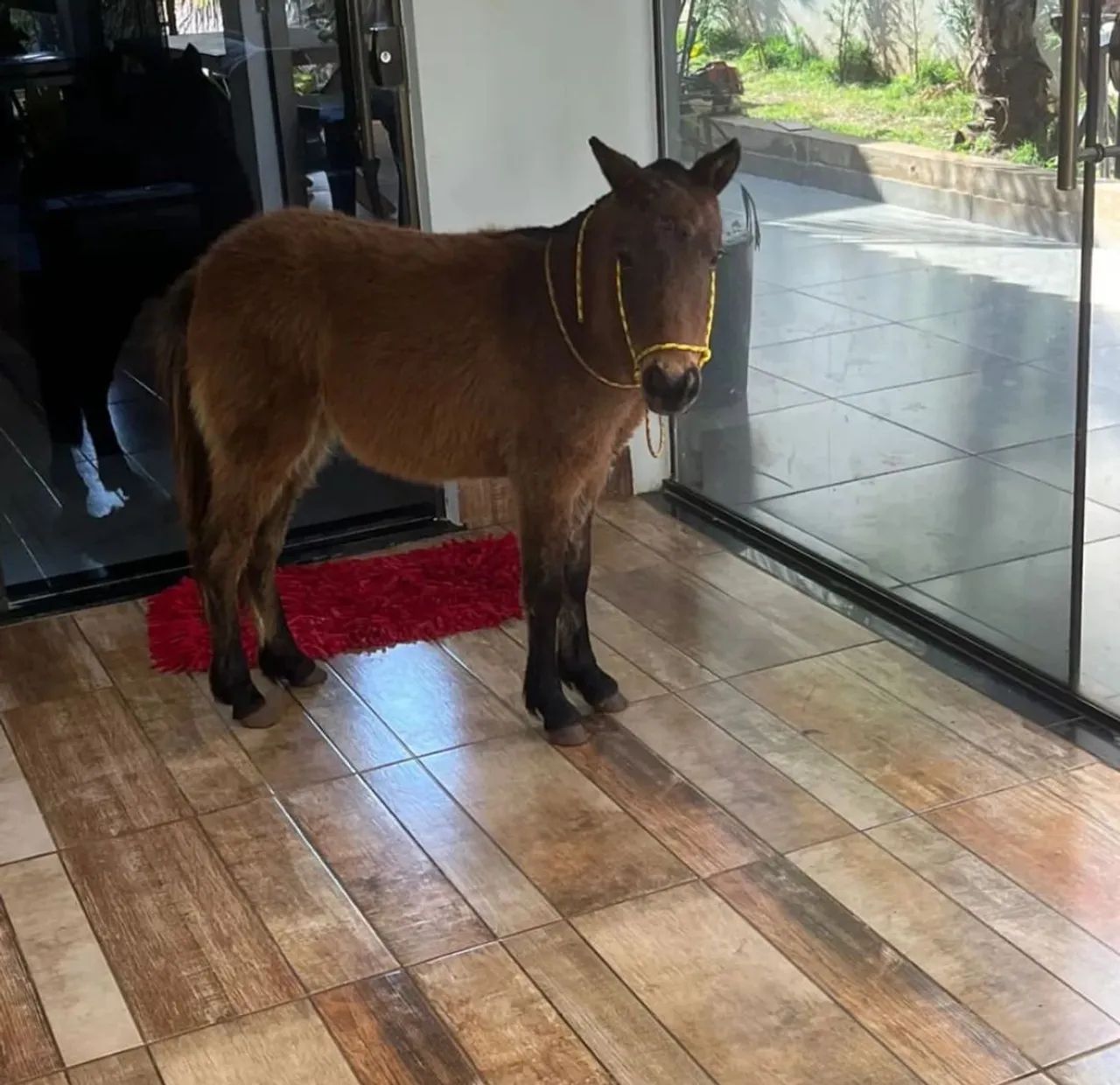 Mini horse potra - Foto 2