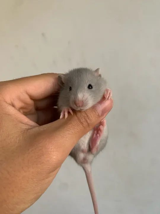 Rato Twister Filhote  - Foto 3