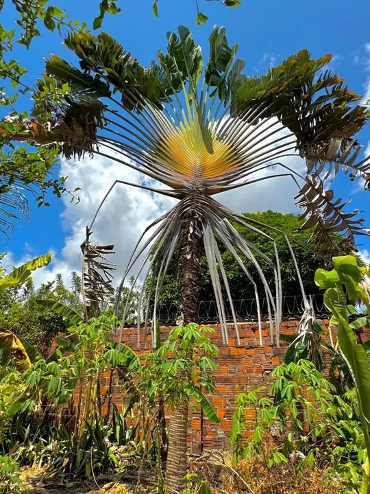 Diversas espécies de plantas para jardinagem e decoração