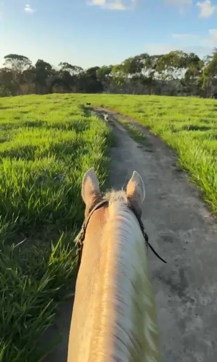 Lindíssima e Excelente Fazenda em Maragogi na Região Norte de Alagoas. - Foto 4