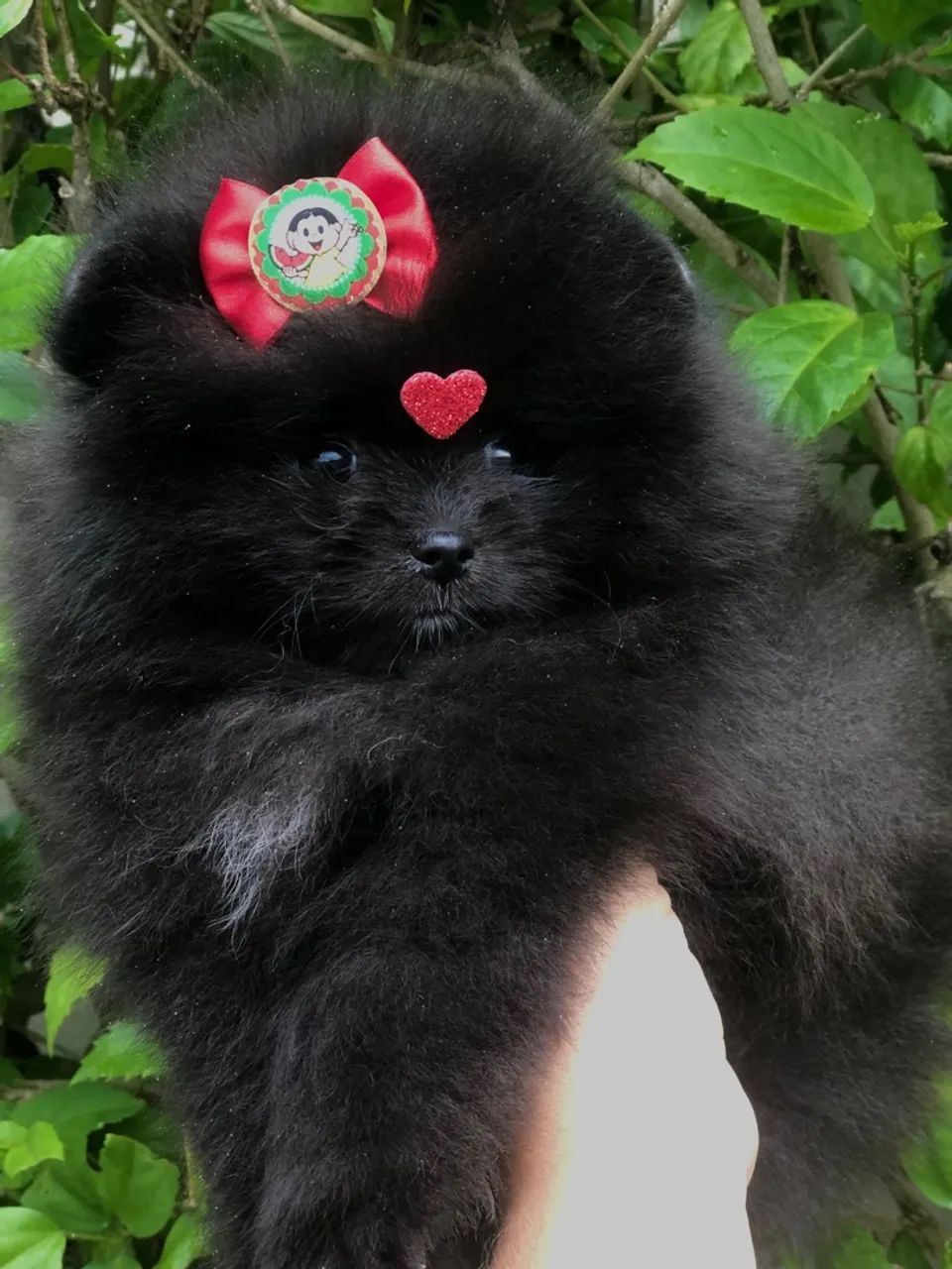 Filhote de Spitz Alemão - Foto 2