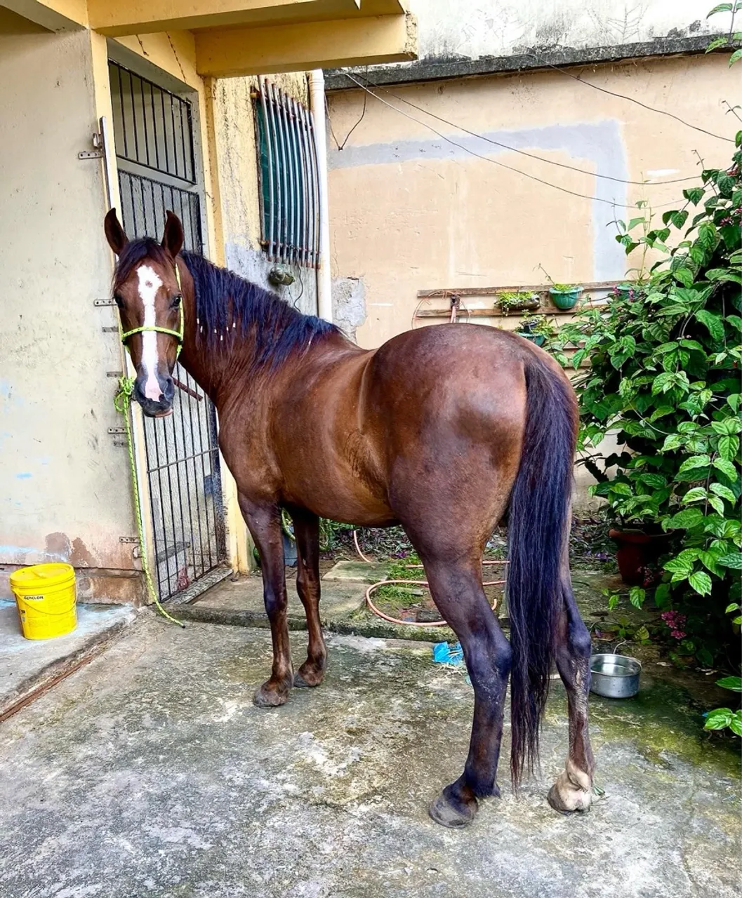 Cavalo registrado