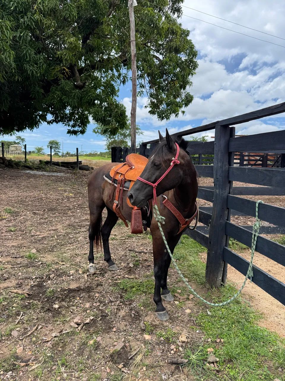 Egua 1/2 Quarto de Milha - Foto 2