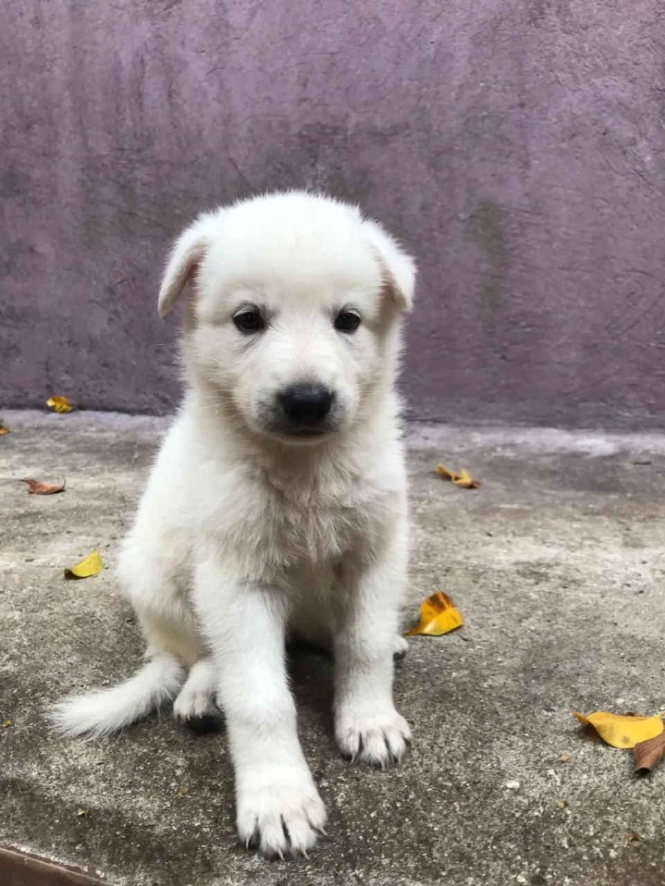 Filhotes pastor branco suíço  - Foto 5