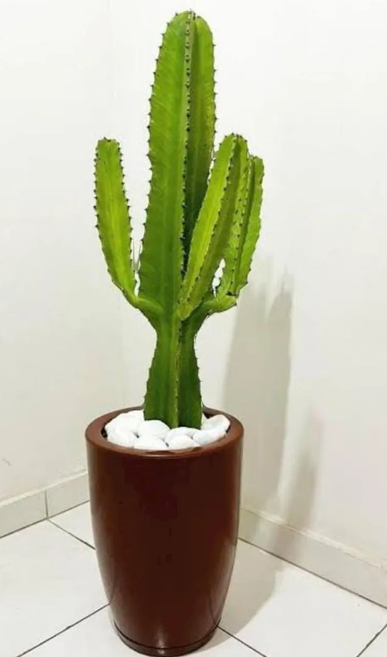 Cacto em vaso de cerâmica marrom