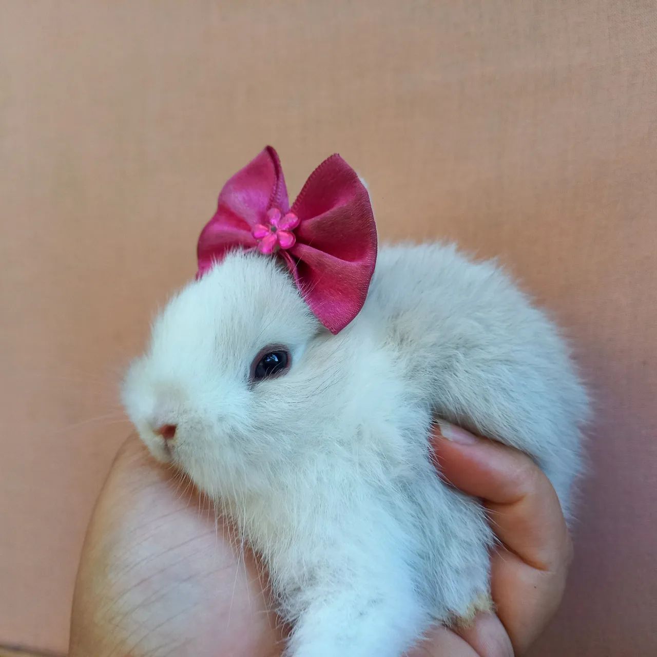 Coelho Anão Netherland Dwarf  - Foto 2