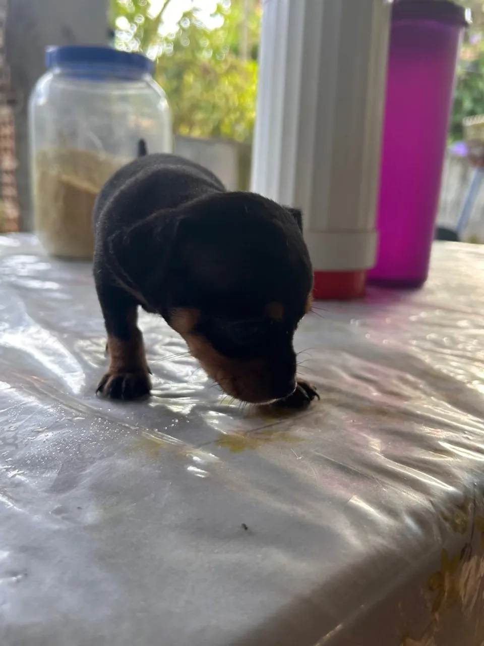 Pinscher número 2 com 34 dias,