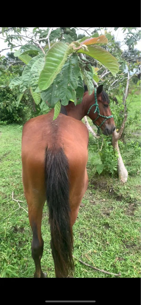 Vendo cavalo top  - Foto 2